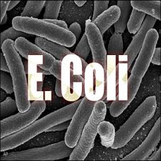 Vi khuẩn Escherichia coli (E. coli) – đừng coi thường!!